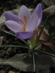 IMG_9877.JPG