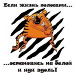 Полоса белая.jpg